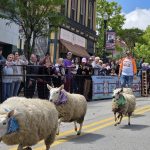 article image - Running of the Wools 1